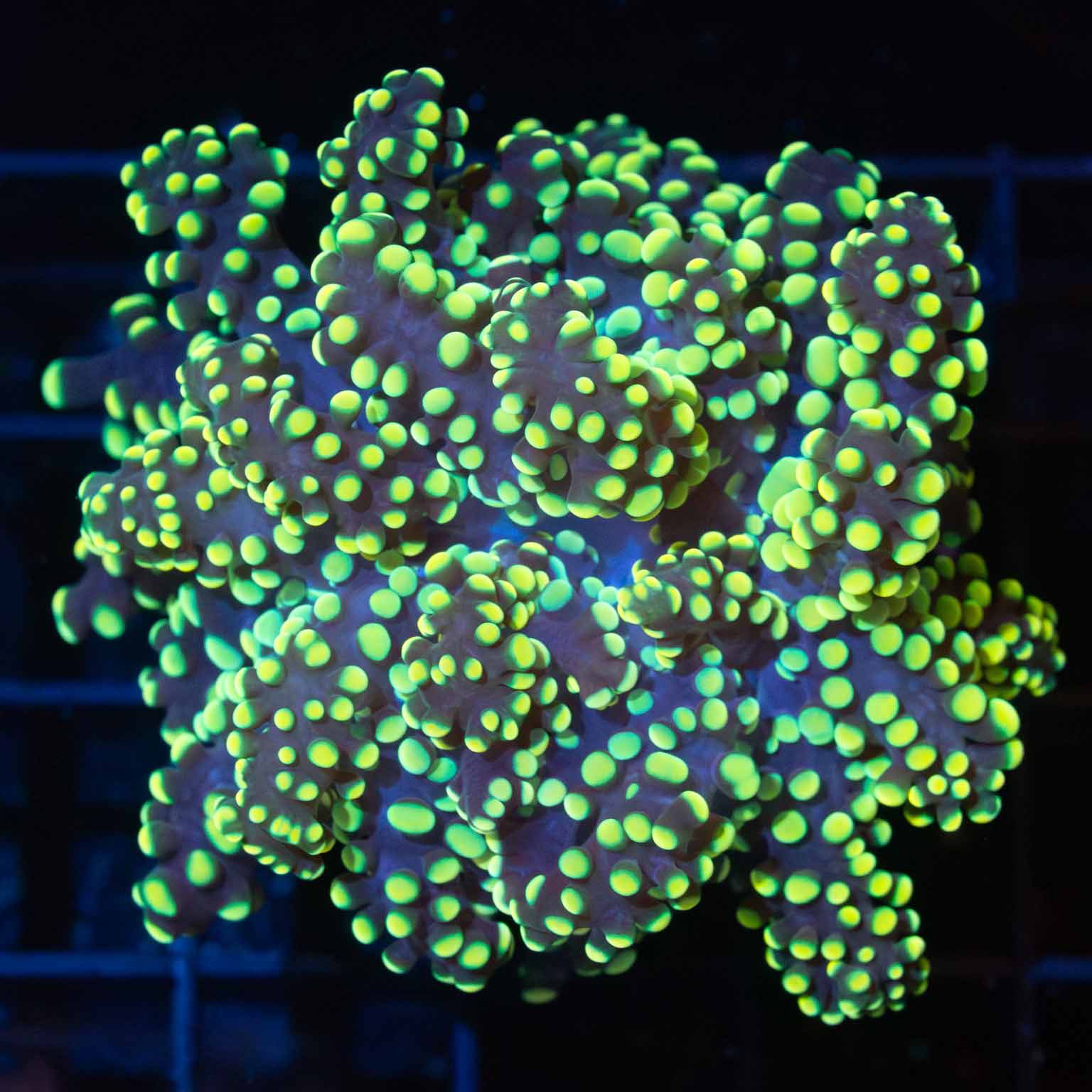 LPS Corals For Sale – Page 2 – Lucky Corals