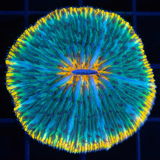 Neon Yellow Rim Plate Coral 1.75"