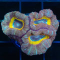 Acan Frag