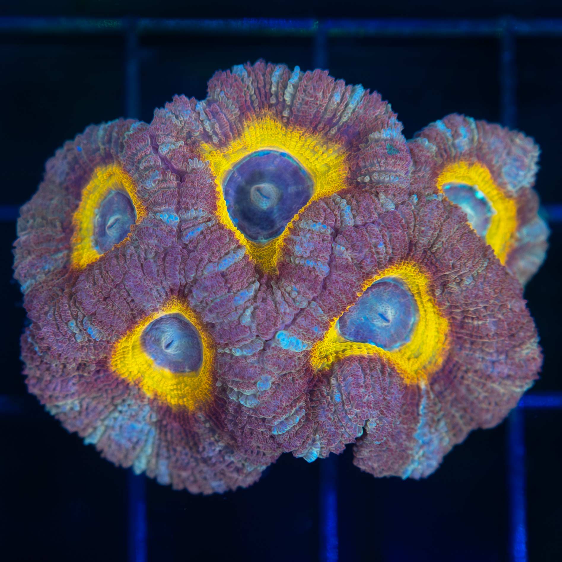 Purple Acan Coral With Yellow Ring