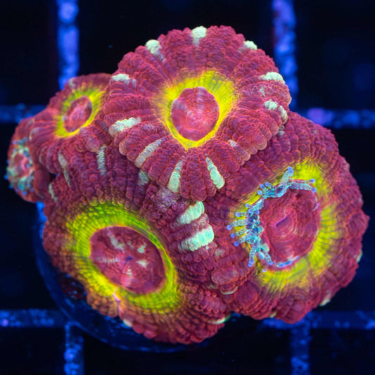 Yellow Ring Ruby Asian Acan