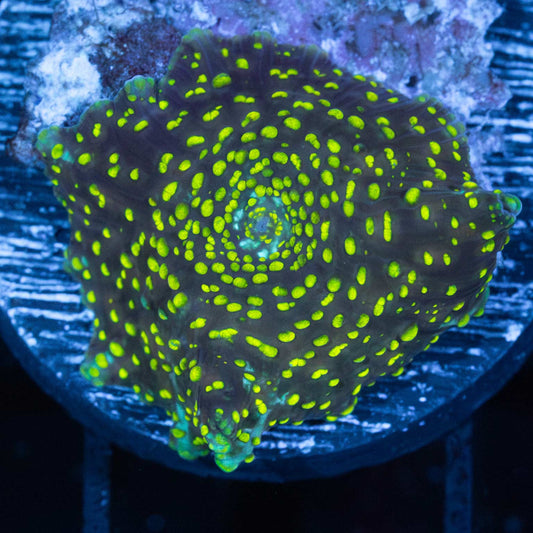 Yellow Spot Mushroom Coral