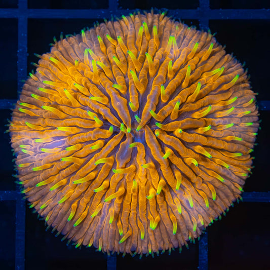 Yellow Tentacle Plate Coral