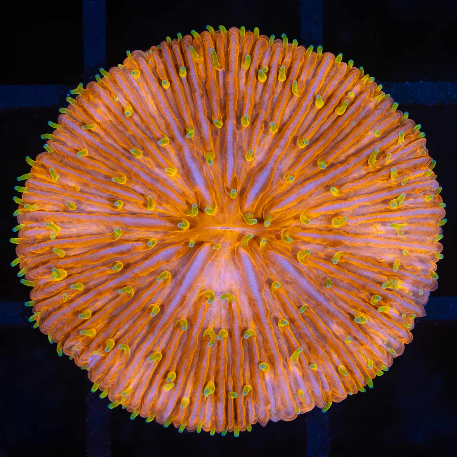 Sunset Plate Coral