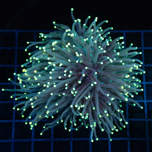 Yellow Tip Torch Colony 5"