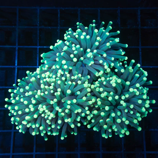 Green Yellow Tip Torch Colony