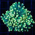 Yellow Tip Green Torch Coral Large Head