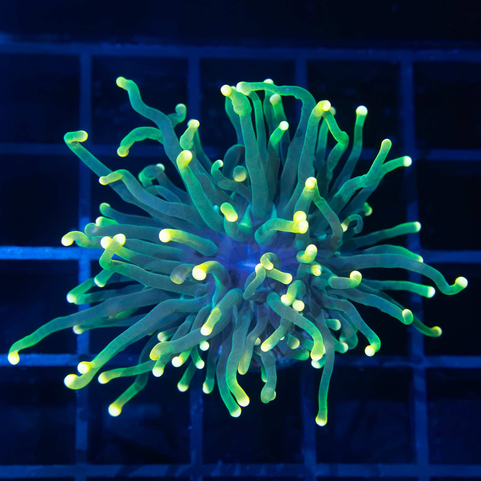 Green Yellow Tip Torch (Nice!)