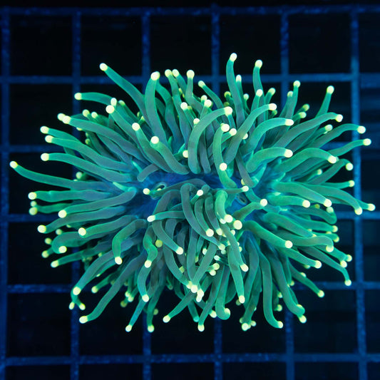Green Yellow Tip Torch