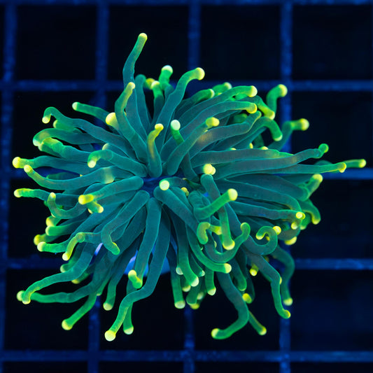 Green Yellow Tip Torch (Nice!)