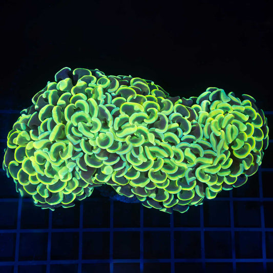 Large Yellow Hammer Coral 6"