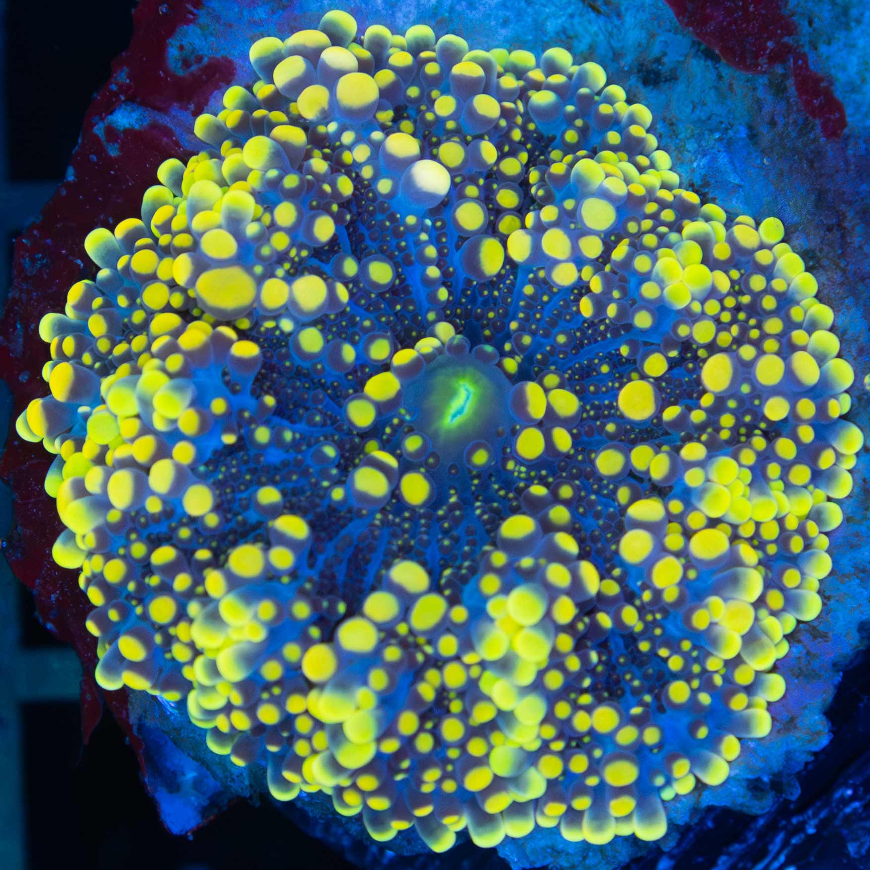 Large Banana Yellow and Midnight Blue Yuma