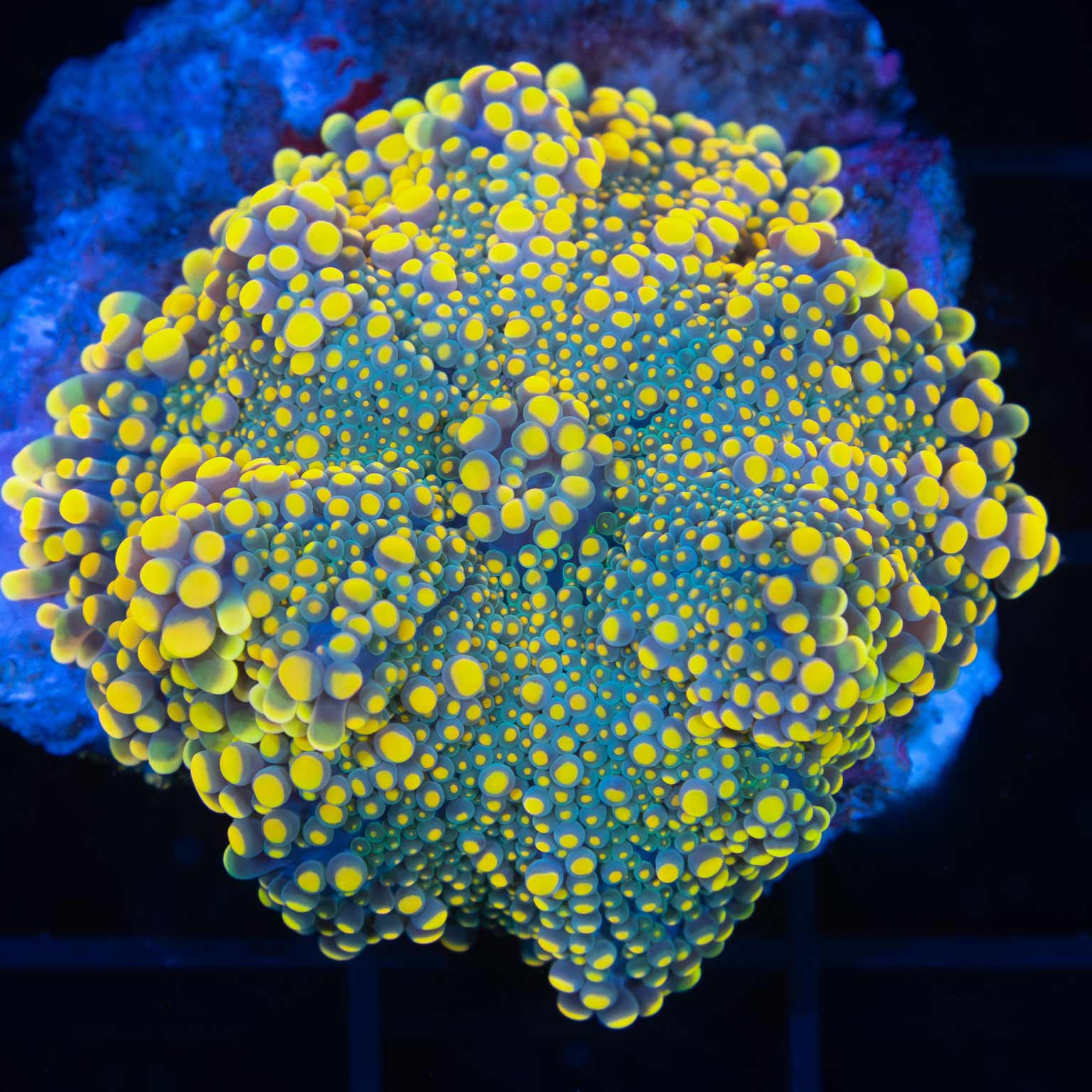 Large Yellow and Teal Yuma 1.75"