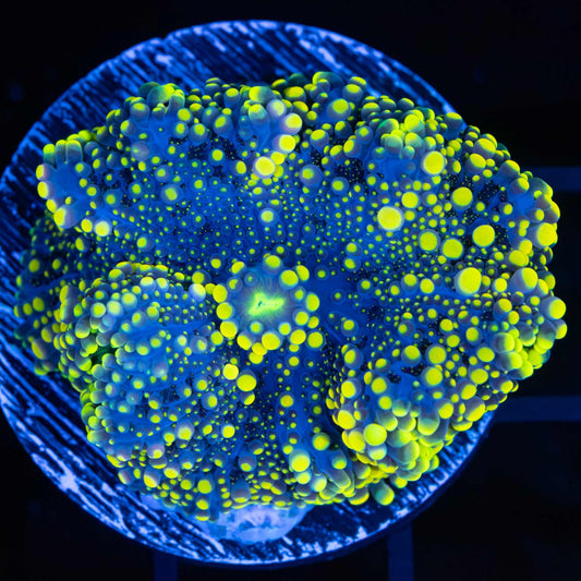 Large Banana Yellow and Midnight Blue Yuma 1.75"