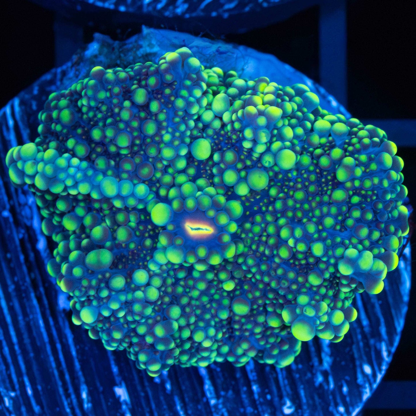 yellow yuma mushroom