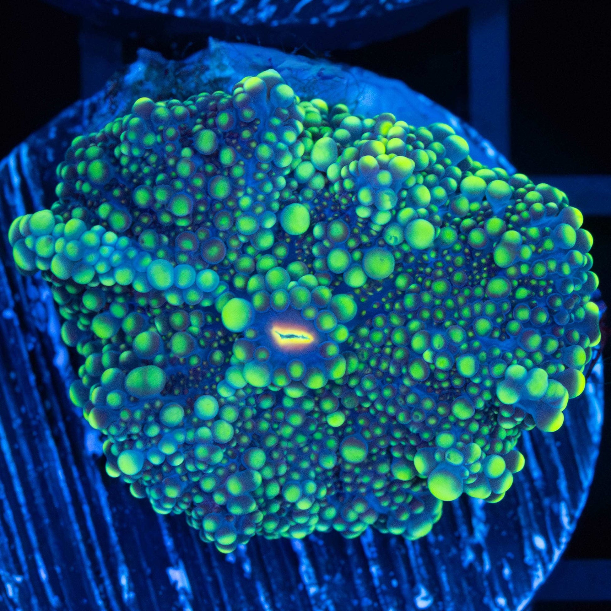 yellow yuma mushroom