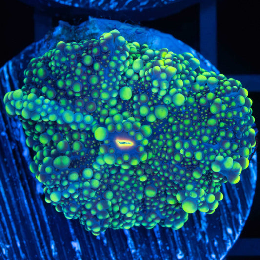 yellow yuma mushroom