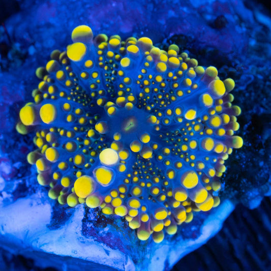 Small Banana Yellow Midnight Blue Yuma