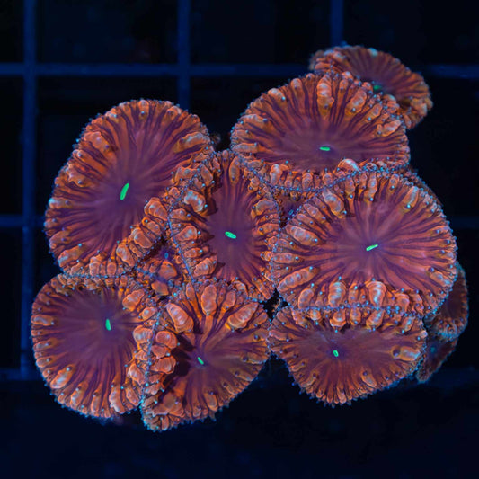 Yikes Stripes Blastomussa Colony (10+ Polyps)