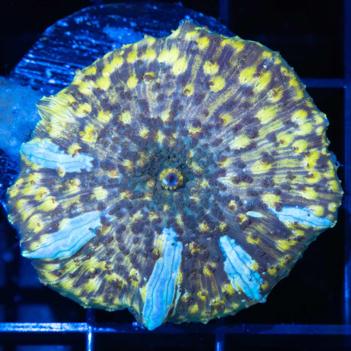 Large Yukon Gold Bounce