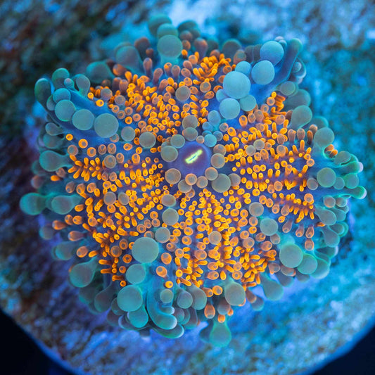 Small 4 Color Yuma Mushroom Coral