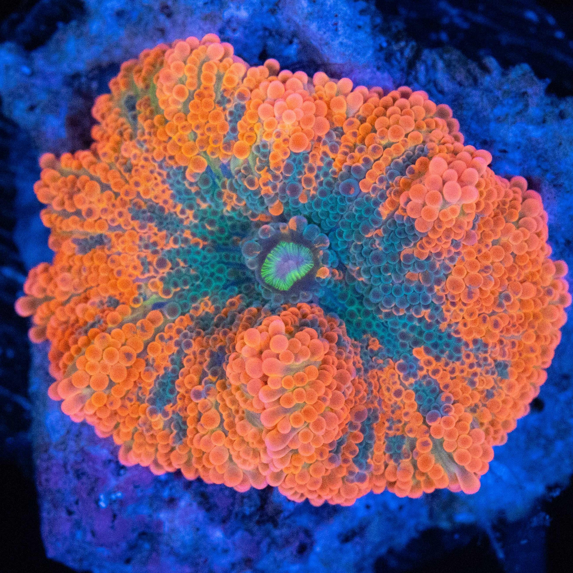 Miami Hurricane Yuma Mushroom