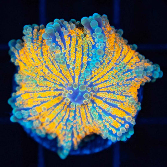 4 Color Yuma Mushroom Coral