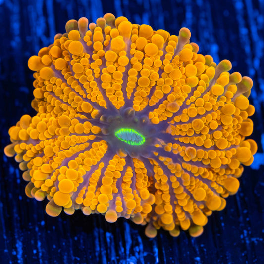 Neon Orange Yuma Mushroom