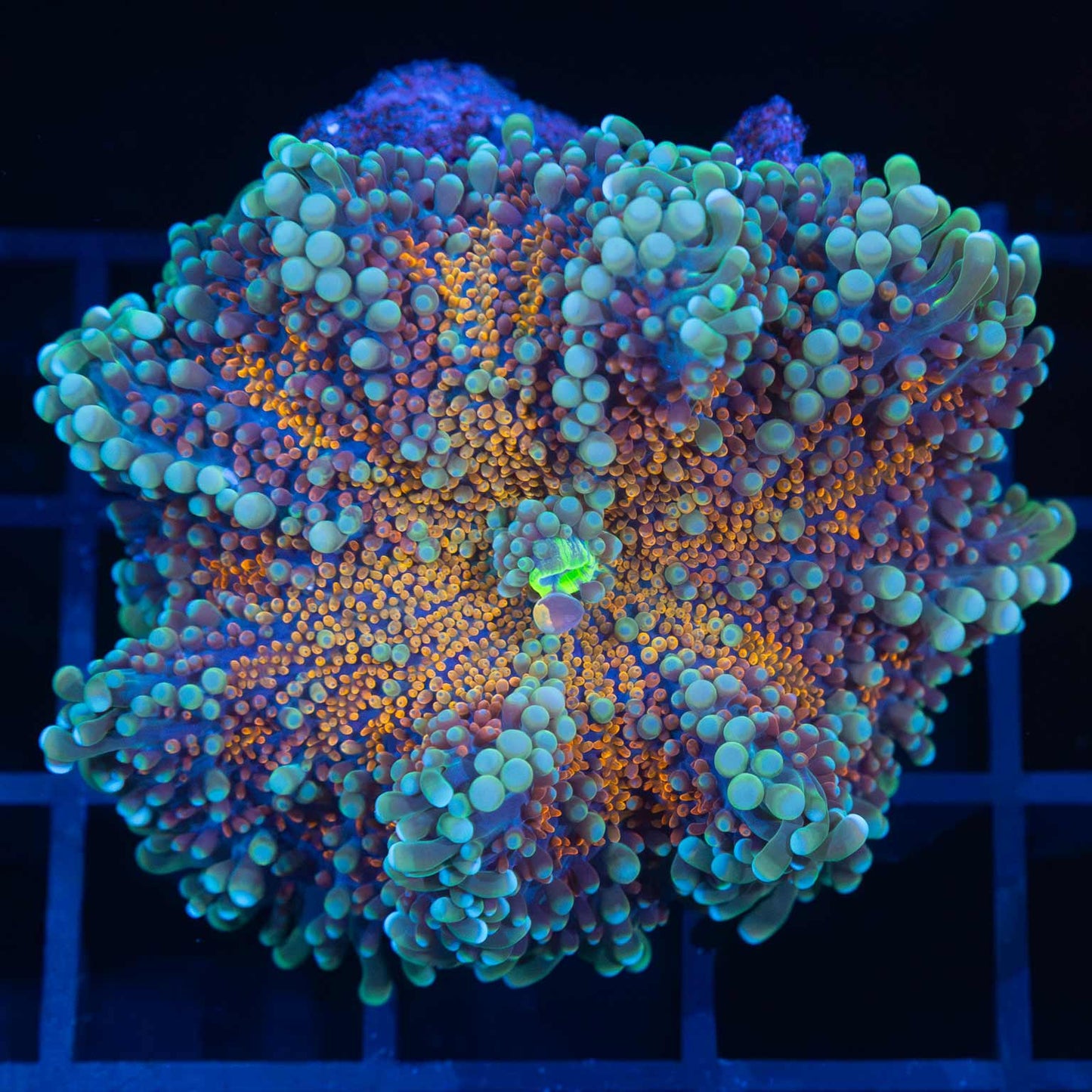 Large Rainbow Yuma (Bounce Near Mouth)