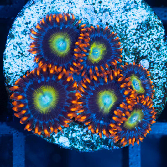 Blue Eyed Blond Zoa (5+ Polyps)