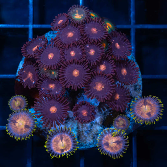 Ultra Zoa Combo Colony