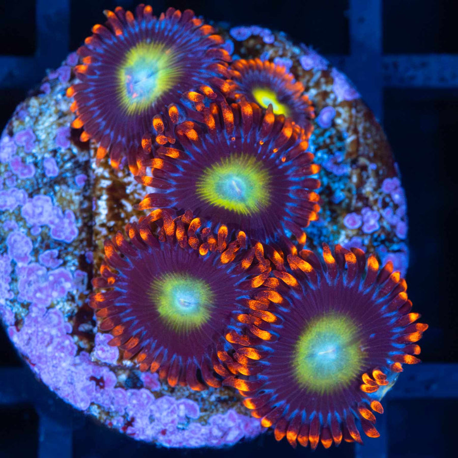 Fruitopia Zoa