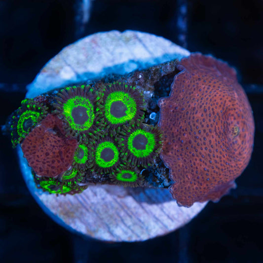 Zoa and Mushroom Combo