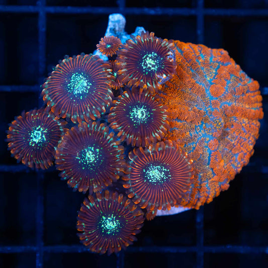 Zoa and Mushroom Combo