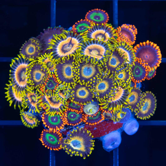 Ultra Aqua-Culture Zoa Combo