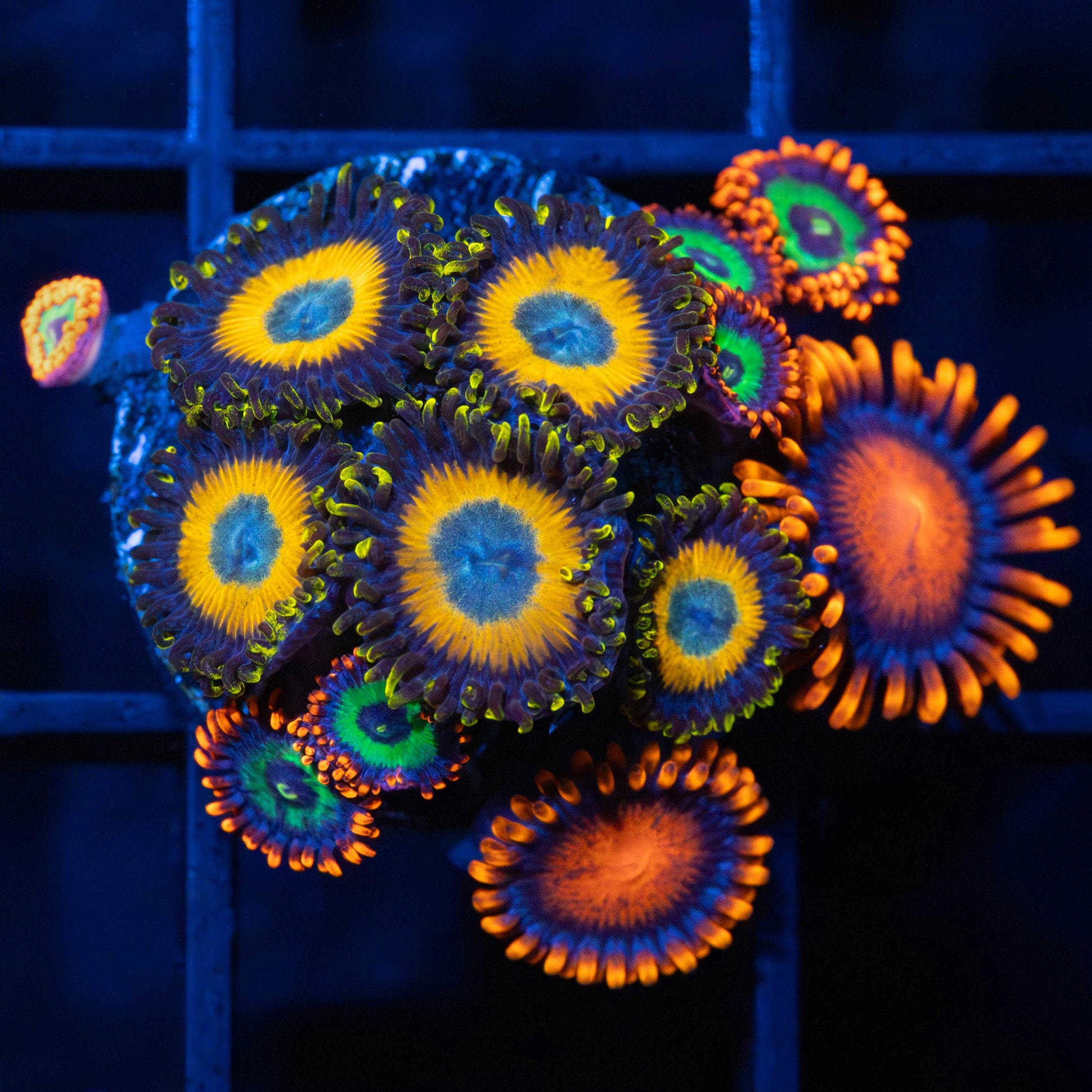 Scrambled Eggs, Emeralds on Fire, Bam Bam Combo