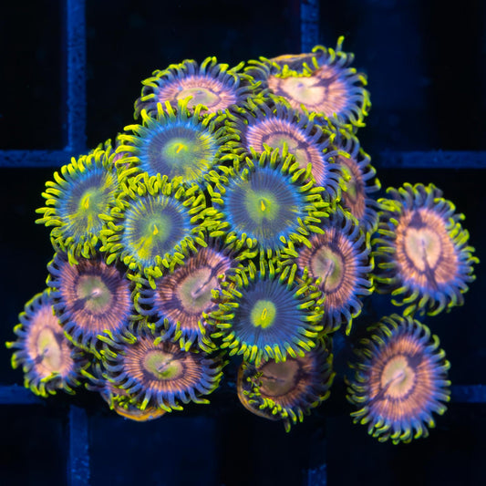 Ultra Zoa Combo