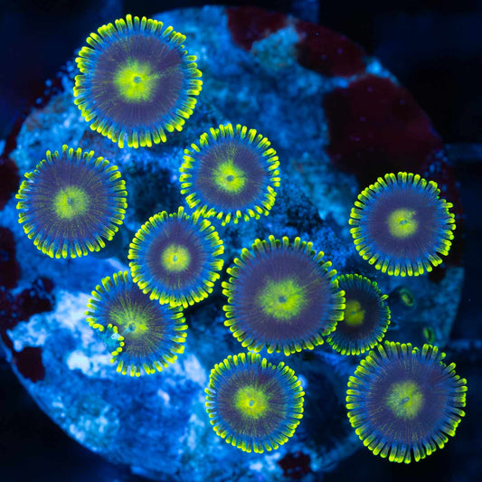 Ultra Zoa Colony