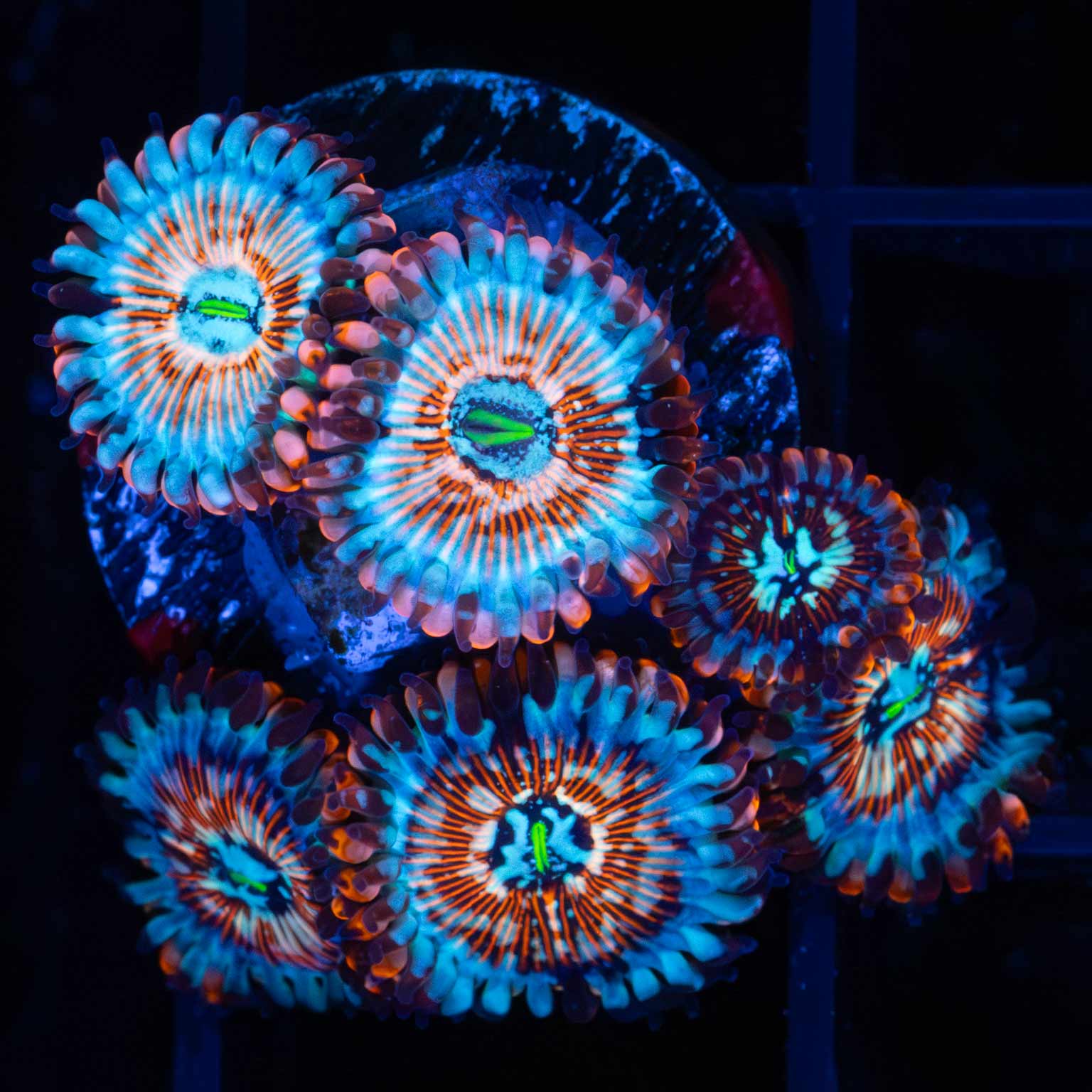 White Zombie Zoas (6 polyps +)