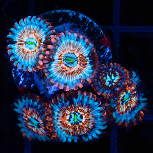 White Zombie Zoas (6 polyps +)