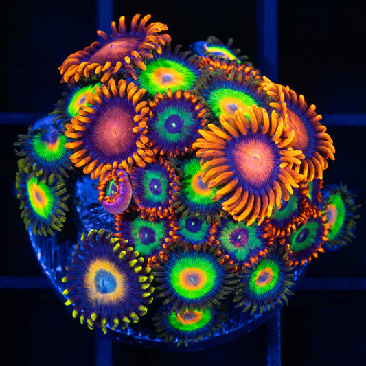 Ultra Zoa Mini Colony