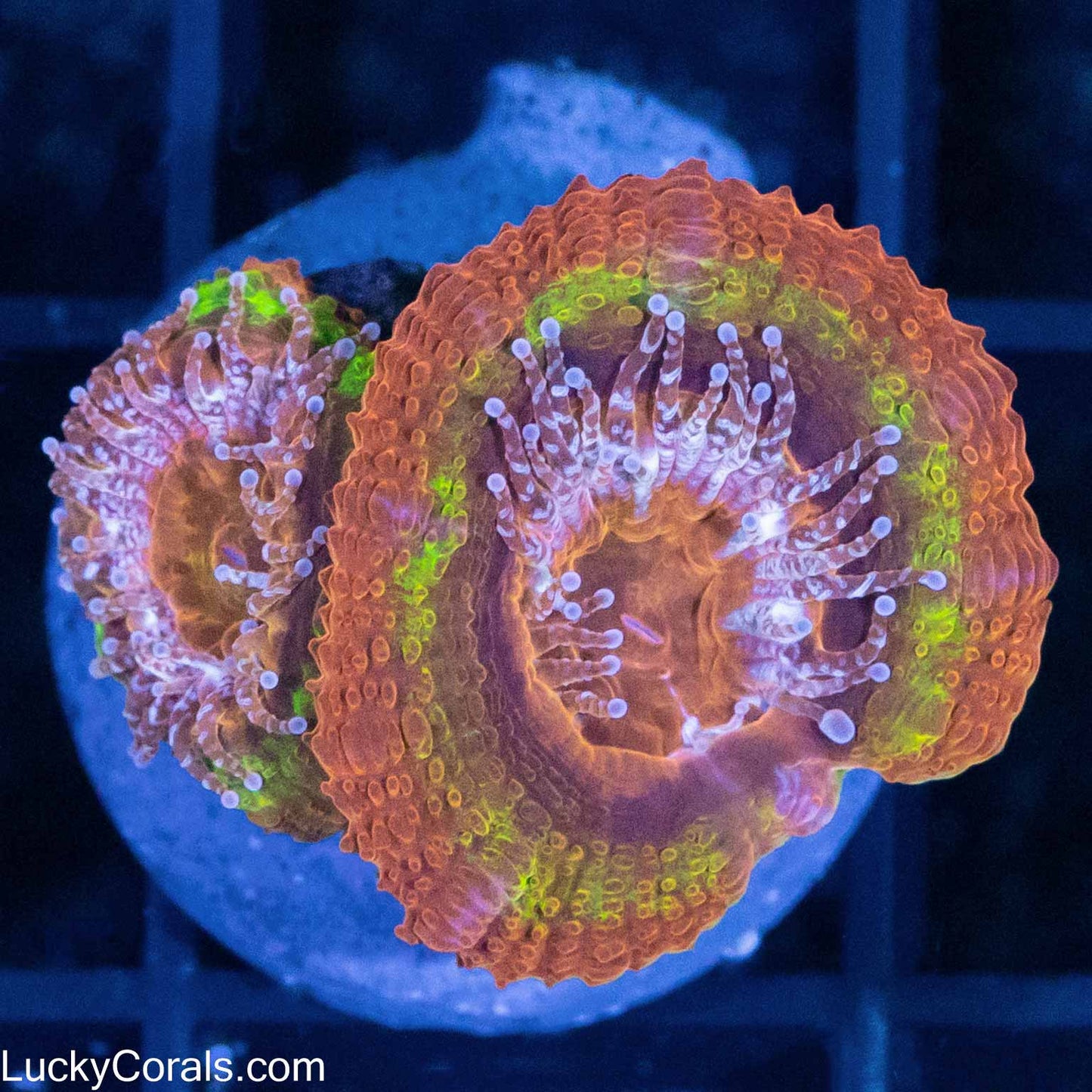 Black Hole Sun Acan (Tank Grown)