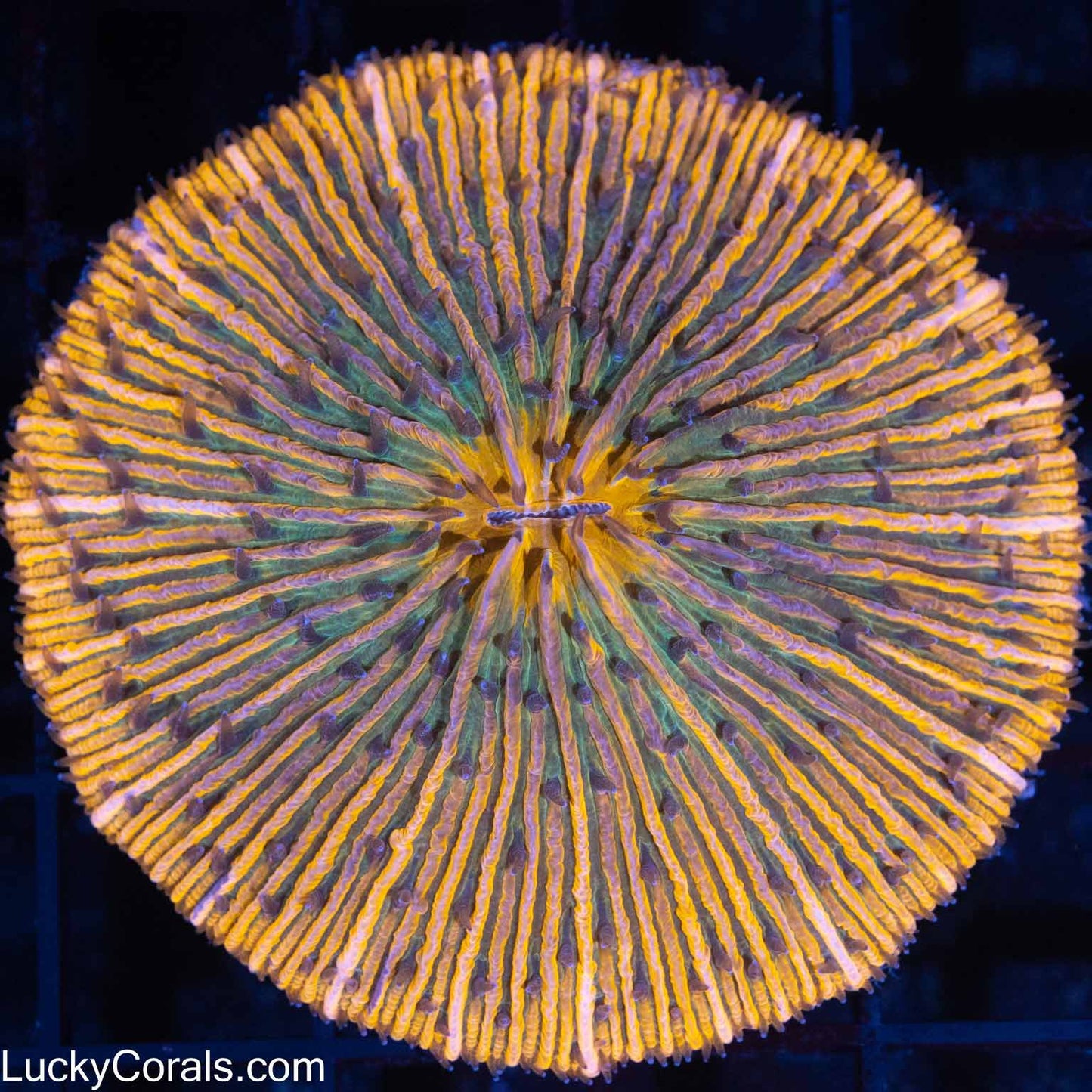 Large Orange Purple Green Plate Coral
